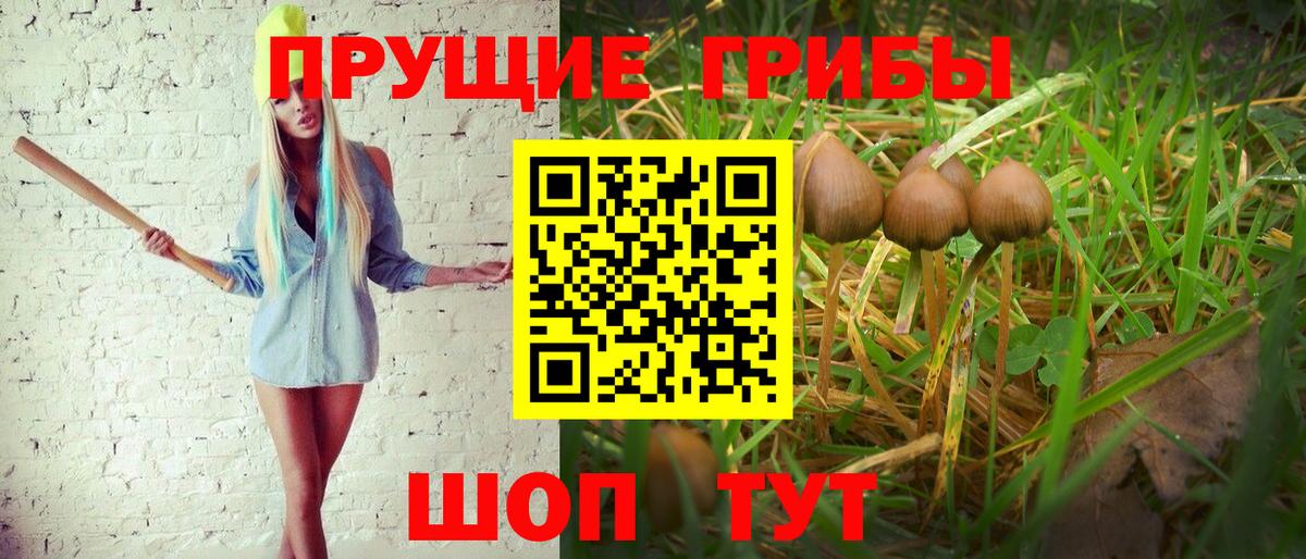 Псилоцибиновые грибы Psilocybine cubensis Волжский